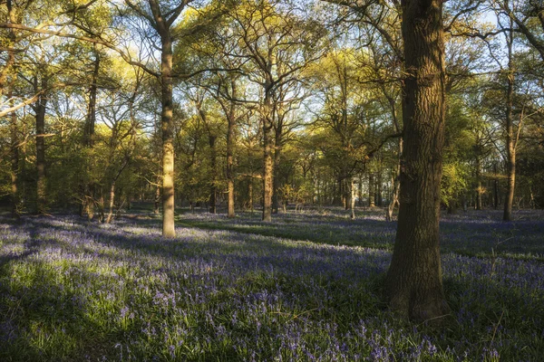 Εκπληκτική εικόνα του τοπίου του δάσους bluebell άνοιξη — Φωτογραφία Αρχείου