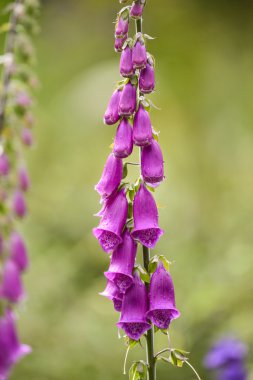Güzel yaz Bahçe peyzaj ile güzel ç fo