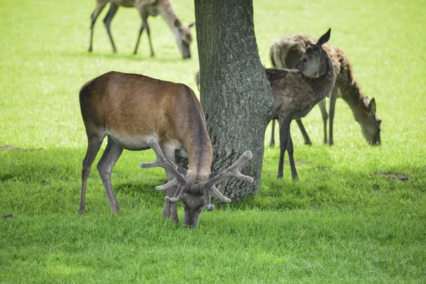 Red deer herd cervus elaphus grazing in field near tree — Stock Photo, Image