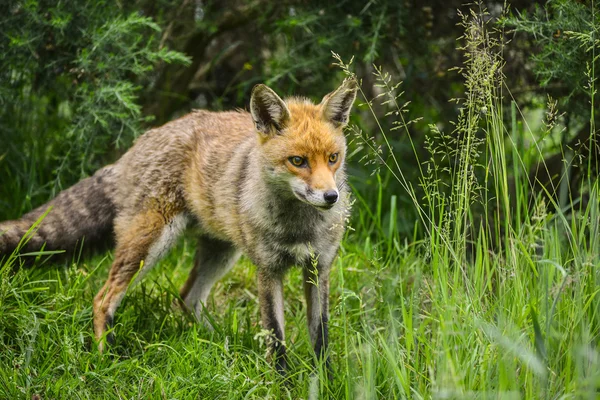 Nyári mező hosszú buja zöld fű-lenyűgöző férfi fox — Stock Fotó