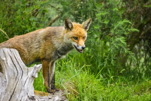 Stunning male fox in long lush green grass of Summer field — Stock Photo, Image