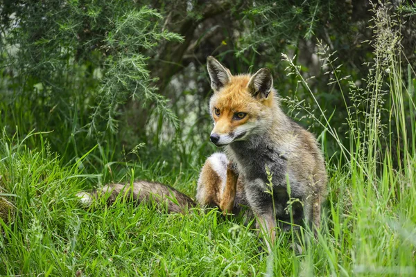 Atemberaubender männlicher Fuchs im langen saftig grünen Gras des Sommerfeldes — Stockfoto