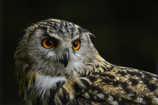 Stunning portrait of European Eagle Owl bubo bubo — Stock Photo, Image
