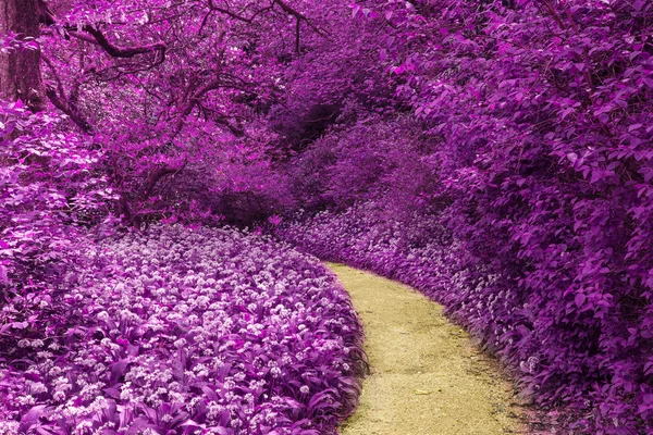 Stunning infrared landscape image of forest with alternative col — Stock Photo, Image