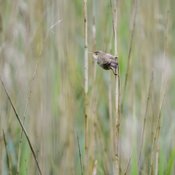 Schöner Schilfrohrsänger-Vogel Acrocephalus scirpaceus auf Schilf — Stockfoto