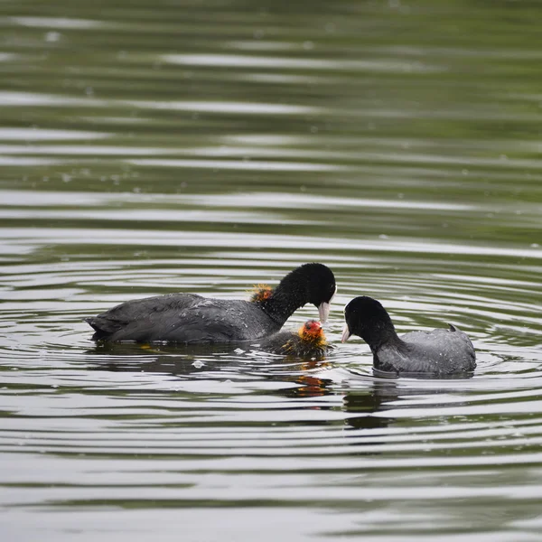 Coot rallidae fulica water bird family swimming on lake with chi