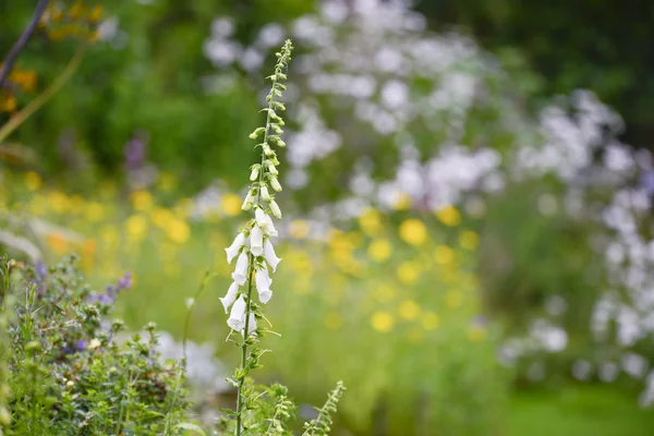 Hermoso paisaje de jardín de verano con hermosos guantes de zorro en fo —  Fotos de Stock