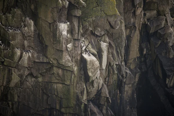 Colony of guillemot murre birds nesting and roosting on cliff fa — Stock Photo, Image