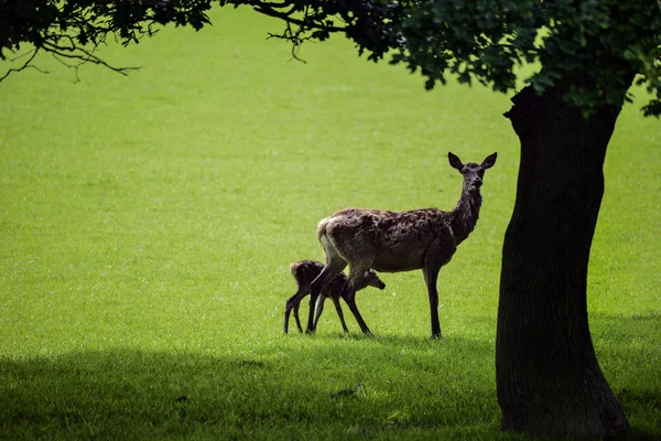 Ciervo rojo cervus elaphus doe y cervatillo caminando bajo la luz del sol en silh —  Fotos de Stock