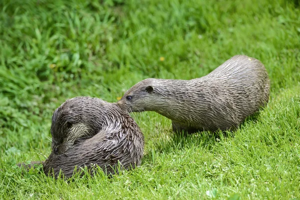 日光の夏の緑豊かな緑の草に川岸にカワウソ — ストック写真