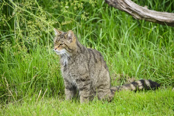 Beautiful Scottish Wildcat posturing on tree in Summer sunlight — Stock Photo, Image