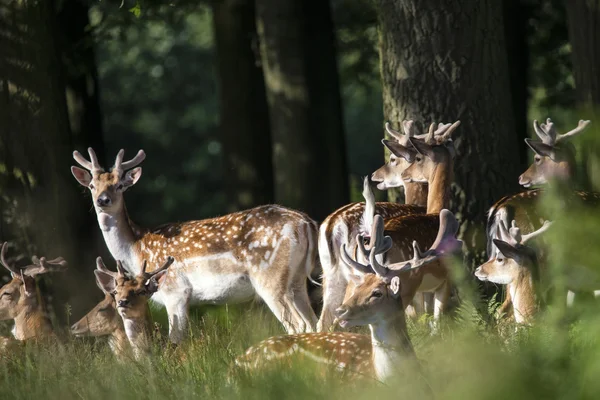 Grup de tineri Fallow Deer dama dama stags în landsc rural — Fotografie, imagine de stoc