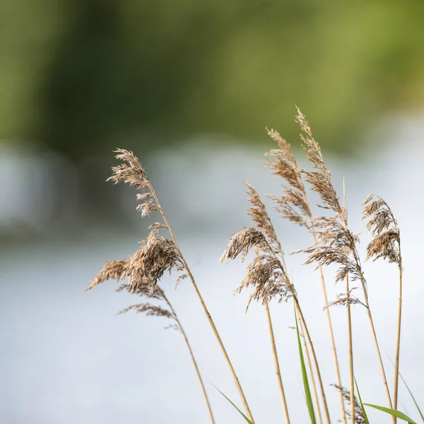 Hloubku zorného pole rákosí nad jezerem v letní sezóně — Stock fotografie