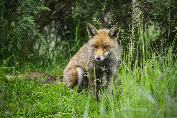 Impresionante zorro macho en la hierba verde larga exuberante del campo de verano — Foto de Stock