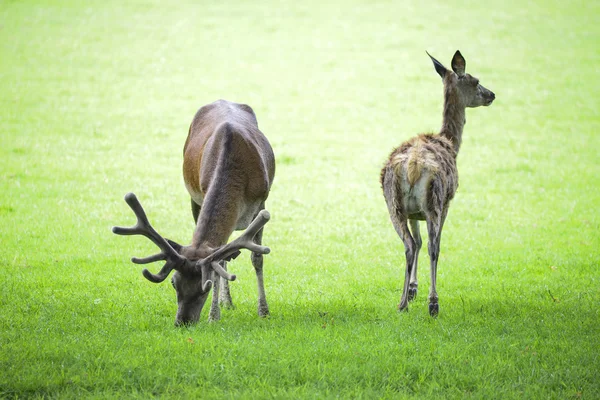 Beautiful red deer stag and doe in bright Summer sunlight grazin — Stock Photo, Image