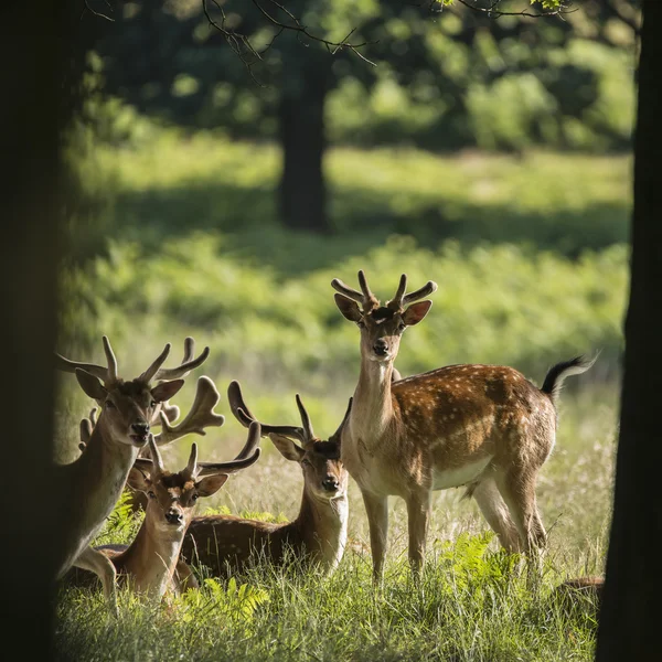 Grupo de jóvenes ciervos Fallow dama ciervos en el campo landsc —  Fotos de Stock