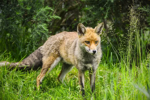 Stunning male fox in long lush green grass of Summer field — Stock Photo, Image