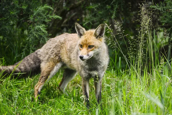 Impressionante raposa masculina em longa grama verde exuberante de campo de verão — Fotografia de Stock