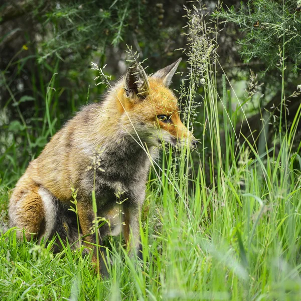 Atemberaubender männlicher Fuchs im langen saftig grünen Gras des Sommerfeldes — Stockfoto