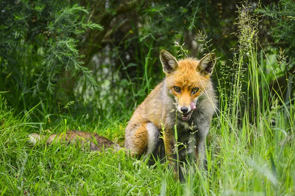 Atemberaubender männlicher Fuchs im langen saftig grünen Gras des Sommerfeldes — Stockfoto