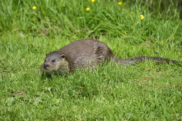 Otters on riverbank in lush green grass of Summer in sunlight — Stock Photo, Image
