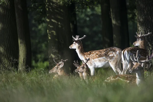 Groupe de jeunes cerfs dama de jachère dama cerfs dans le paysage rural — Photo