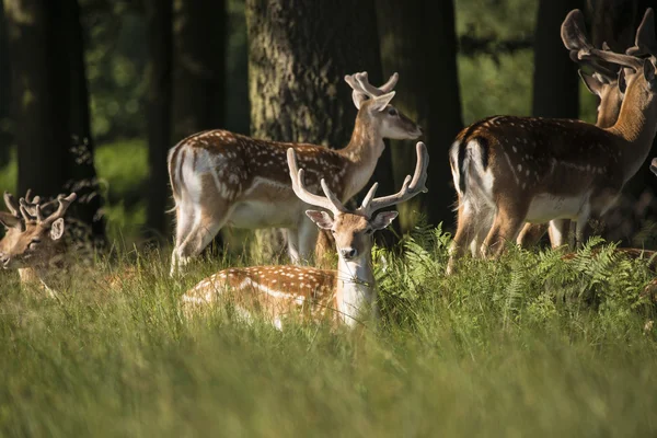 Group of young Fallow Deer dama dama stags in countryside landsc — Stock Photo, Image