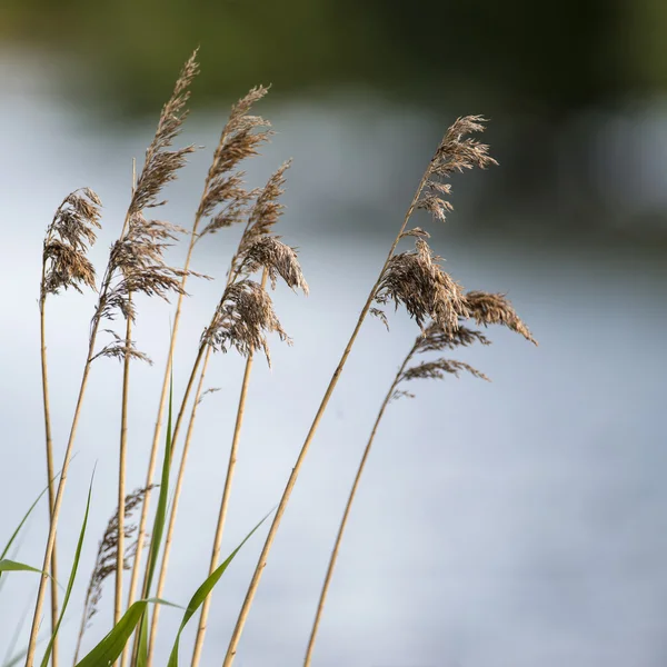Hloubku zorného pole rákosí nad jezerem v letní sezóně — Stock fotografie