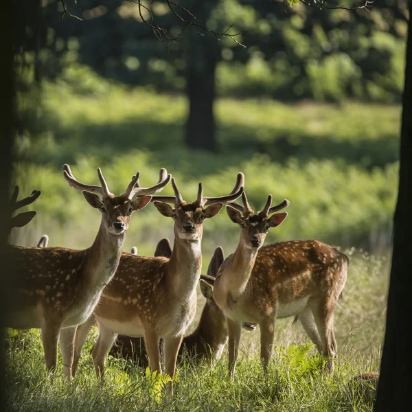 Groupe de jeunes cerfs dama de jachère dama cerfs dans le paysage rural — Photo