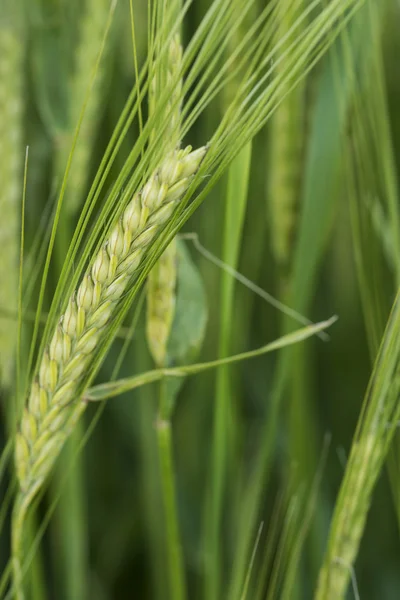 Close up of head of green barley in field in Summer — Stock Photo, Image