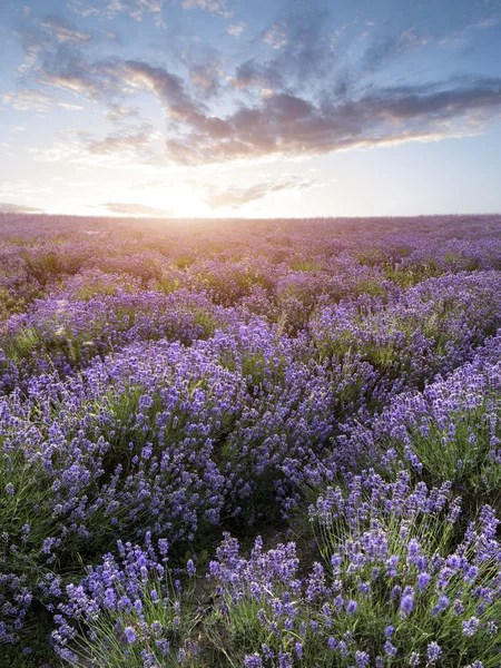 Bella drammatica nebbiosa alba paesaggio sopra campo di lavanda i — Foto Stock