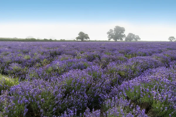 Hermoso paisaje de salida del sol brumoso dramático sobre el campo de lavanda i —  Fotos de Stock