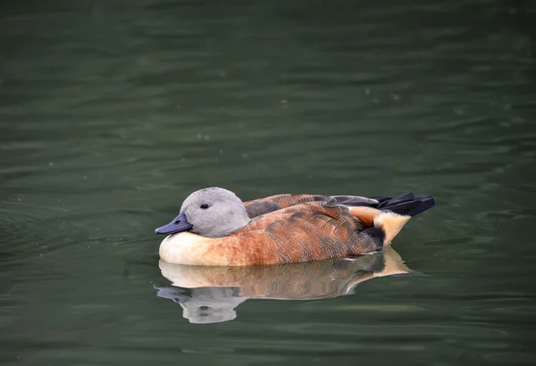 Vibrante retrato de Shelduck sudafricano en el paisaje del estanque — Foto de Stock