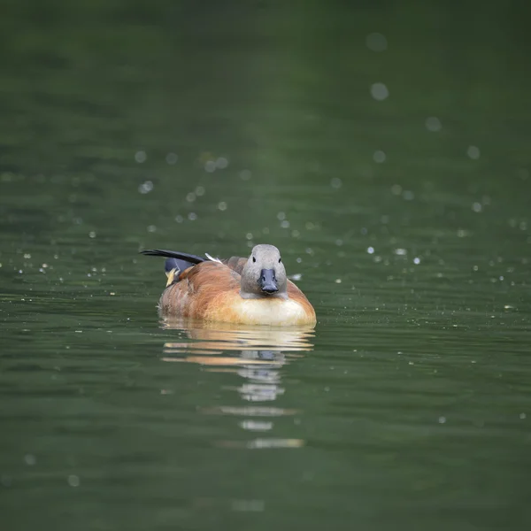 Vibrante retrato de Shelduck sudafricano en el paisaje del estanque — Foto de Stock