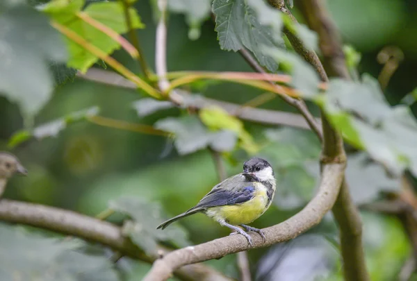 Portrait of Great Tit Parus Major bird sat on branch in tree — Stockfoto