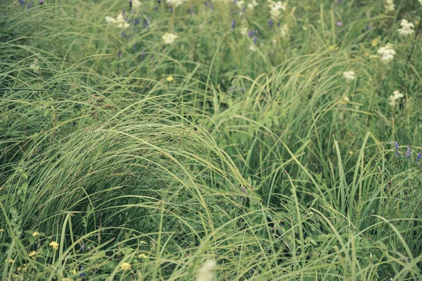 Beau paysage d'été avec filtre fendu pour Instagram lo — Photo