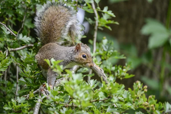 Portrait of cute grey squirrel sciurus carolininsis on branch in — Stock Photo, Image