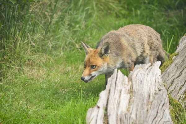 Stunning image of red fox vulpes vulpes in lush Summer countrysi — Stock Photo, Image