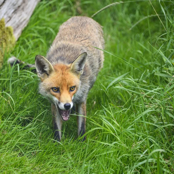 Imagem impressionante de vulpes raposa vermelha vulpes no exuberante verão countrysi — Fotografia de Stock