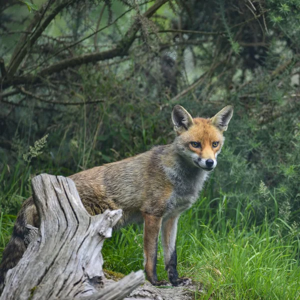 Superbe image de renard roux vulpes vulpes dans des pays luxuriants Été — Photo