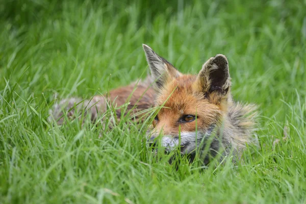 驚くほど、画像赤狐がらがらで緑豊かな夏の田園地帯。 — ストック写真