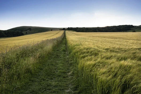 Beautiful landscape of golden sunset across field of barley in S — Stock Photo, Image