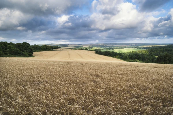 Vackra landskapet bilden av enorma jordbruksområdet av korn o — Stockfoto