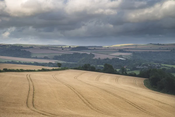 Bella immagine del paesaggio di enorme campo agricolo di orzo o — Foto Stock