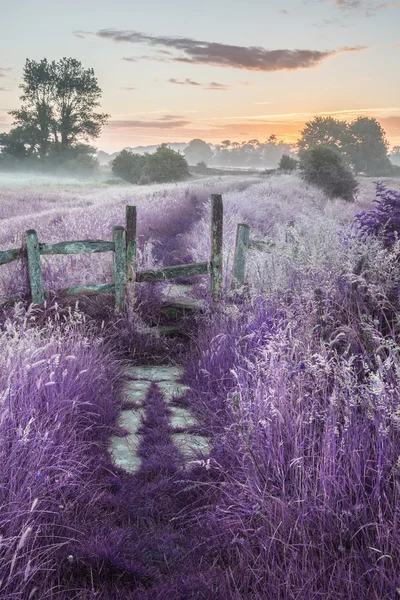 Hermoso amanecer vibrante verano sobre el campo Inglés landsc —  Fotos de Stock