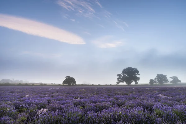 Schöne dramatische neblige Sonnenaufgangslandschaft über Lavendelfeld i — Stockfoto