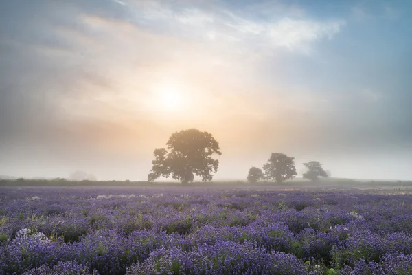 Hermoso paisaje de salida del sol brumoso dramático sobre el campo de lavanda i — Foto de Stock