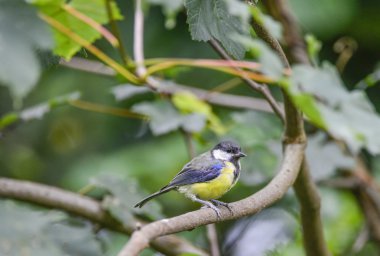 Büyük baştankara Parus Major kuş ağaç dalında oturdu portresi