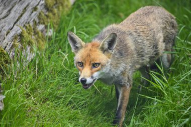 Kızıl Tilki vulpes vulpes yemyeşil yaz countrysi içinde çarpıcı görüntü