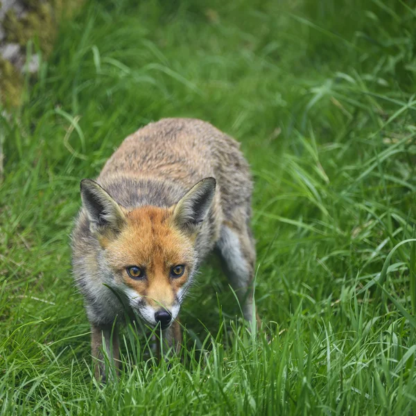 Lenyűgöző kép a vörös róka (Vulpes vulpes), buja nyári vidék Yorkshire. — Stock Fotó